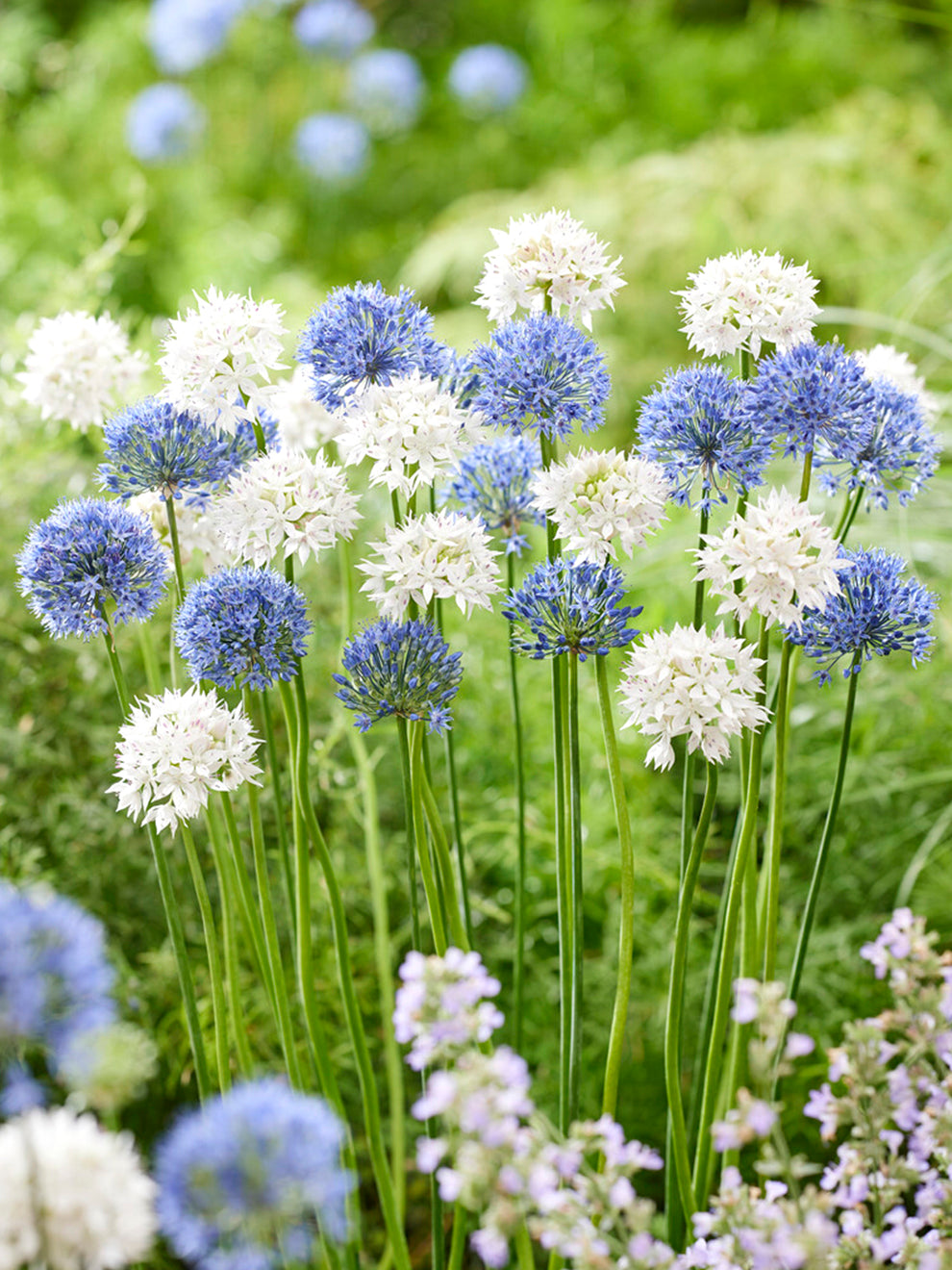 Allium Ice and Sky Collection DutchGrown® Flower Bulbs Allium Ice and Sky Collection DutchGrown® Flower Bulbs